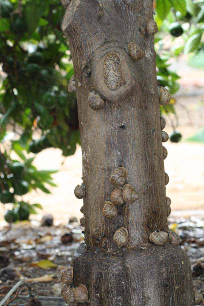            Bark (Riverside, CA)   